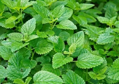 گیاه آرامبخش قلب و اعصاب